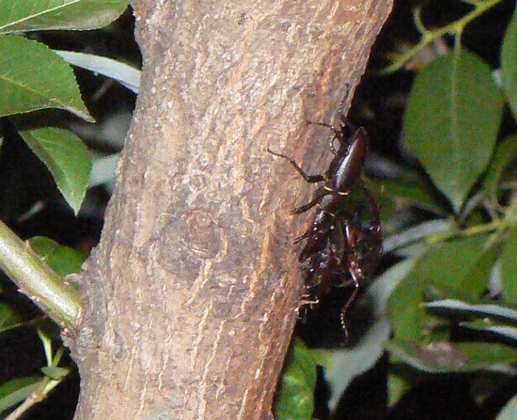 川縁のヤナギ(左)_ノコギリクワガタペア＋1♂_2021年6月7日19時50分頃 気温25度